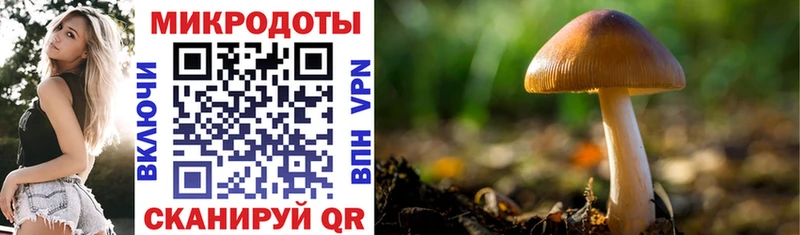 Галлюциногенные грибы Psilocybe Арск